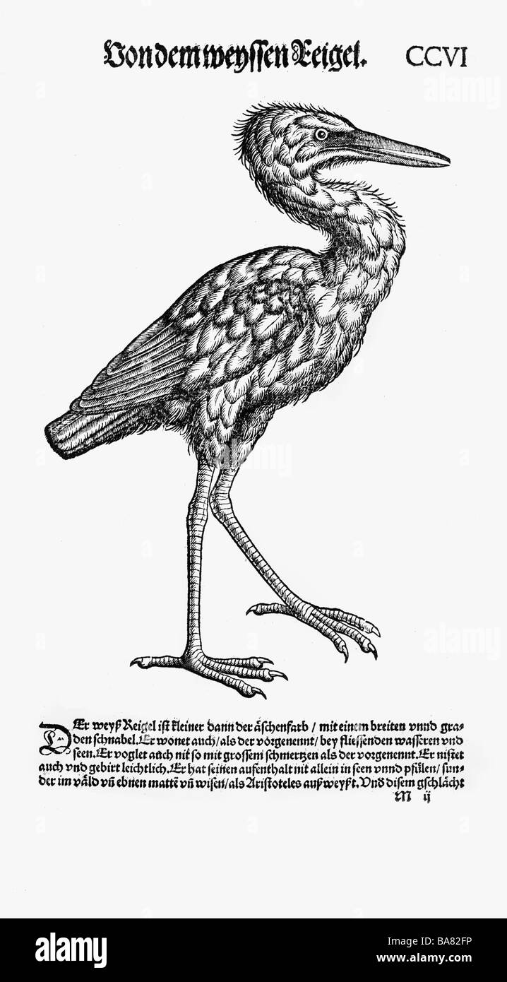 Zoologie/Tiere, Lehrbücher, "Historia animalium", von Conrad Gessner, Zürich, Schweiz, 1551 - 1558, großes Egret (Ardea alba), Holzschnitt, Stockfoto