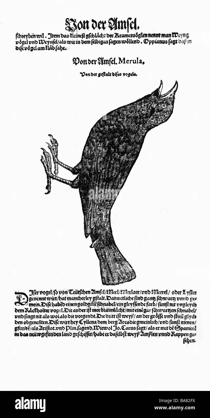 Zoologie/Tiere, Lehrbücher, "Historia animalium", von Conrad Gessner, Zürich, Schweiz, 1551 - 1558, Schwarzvogel (Turdus merula), Holzschnitt, Stockfoto