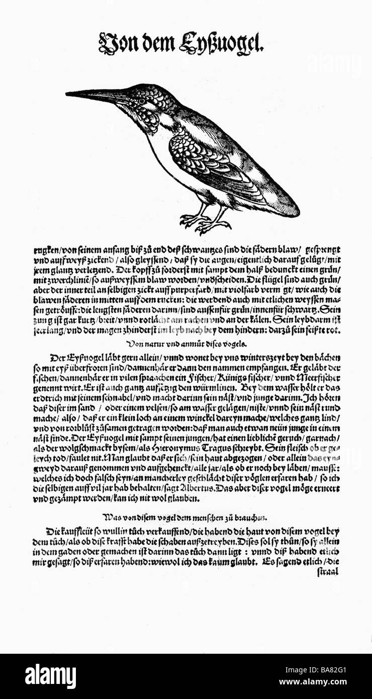 Zoologie/Tiere, Lehrbücher, "Historia animalium", von Conrad Gessner, Zürich, Schweiz, 1551 - 1558, europäischer Königsfischer (Alcedo atthis), Holzschnitt, Stockfoto