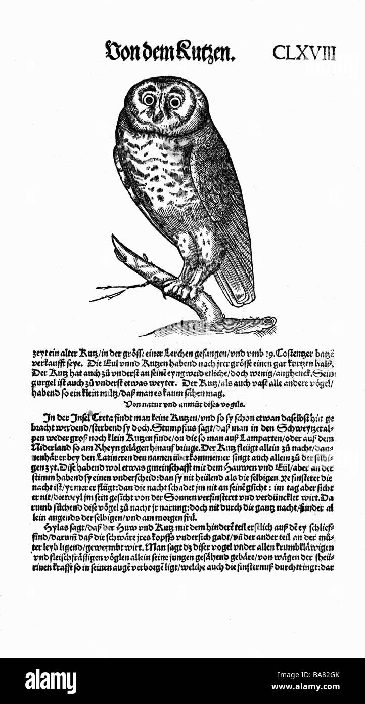Zoologie / Tiere, Lehrbücher, "Historia Animalium" von Conrad Gessner, Zürich, Schweiz, 1551-1558, Eule (Strix), Holzschnitt, Stockfoto