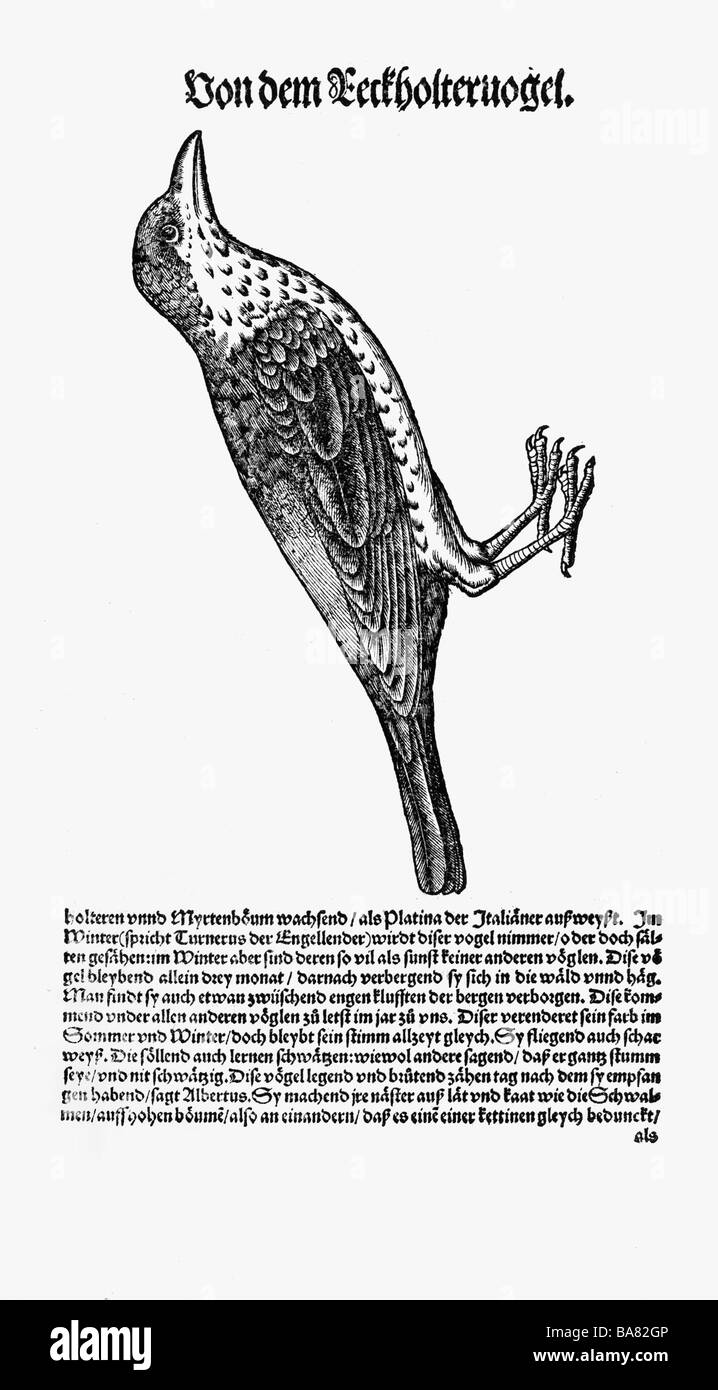 Zoologie/Tiere, Lehrbücher, "Historia animalium", von Conrad Gessner, Zürich, Schweiz, 1551 - 1558, Feldtarif (Turdus pilaris), Holzschnitt, Stockfoto