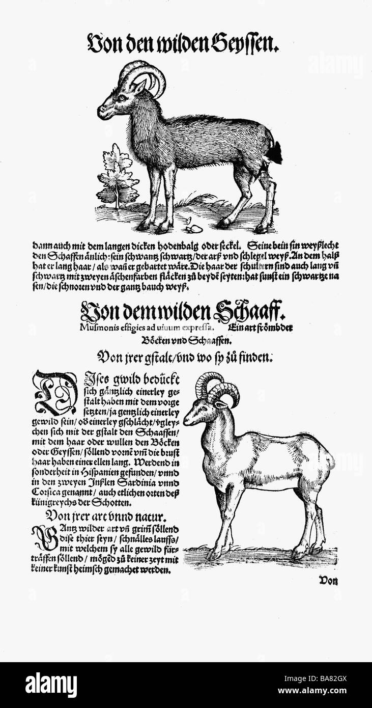 Zoologie / Tiere, Lehrbücher, "Historia Animalium" von Conrad Gessner, Zürich, Schweiz, 1551-1558, Schafe (Ovis), Holzschnitt, Stockfoto