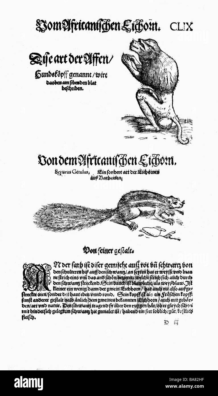 Zoologie/Tiere, Lehrbücher, "Historia animalium", von Conrad Gessner, Zürich, Schweiz, 1551 - 1558, oben: Pavian (Papio), unten: Barbar-Bodenhörnchen (Atlantoxerus getulus), Holzschnitt, Stockfoto