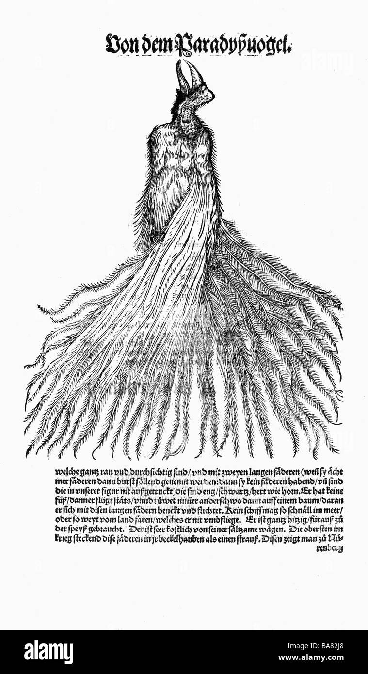 Zoologie/Tiere, Lehrbücher, "Historia animalium", von Conrad Gessner, Zürich, Schweiz, 1551 - 1558, Paradiesvogel (Paradisaeidiae), Holzschnitt, Stockfoto