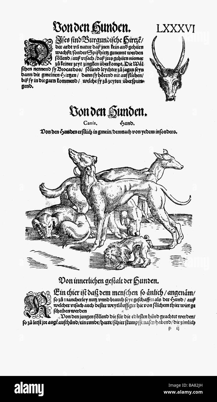 Zoologie/Tiere, Lehrbücher, "Historia animalium", von Conrad Gessner, Zürich, Schweiz, 1551 - 1558, oben: Raketendierel, Kopf, unten: Hunde, Holzschnitt, Stockfoto