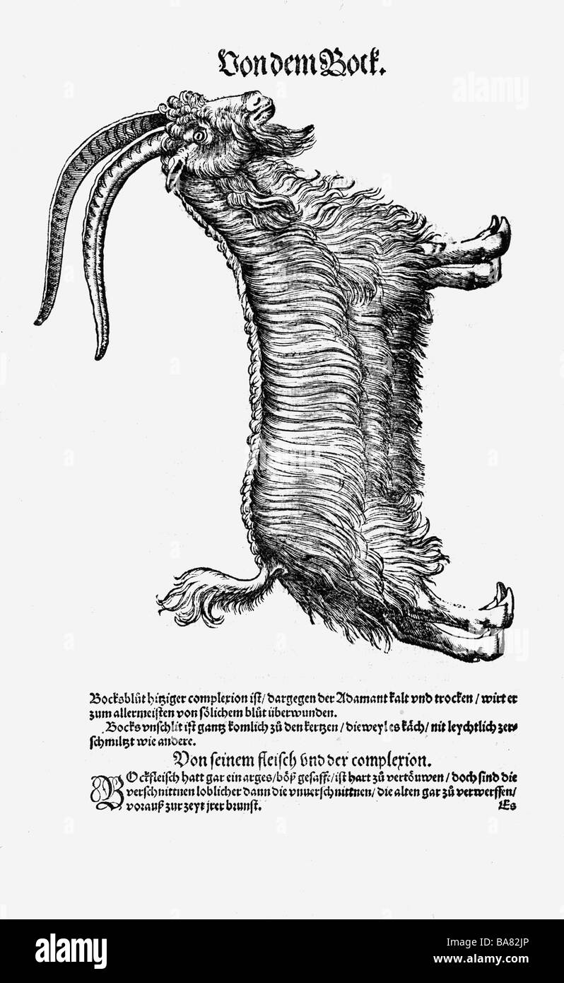 Zoologie/Tiere, Lehrbücher, "Historia animalium", von Conrad Gessner, Zürich, Schweiz, 1551 - 1558, Hausziege (Capra aegagrus hircus), Holzschnitt, Stockfoto
