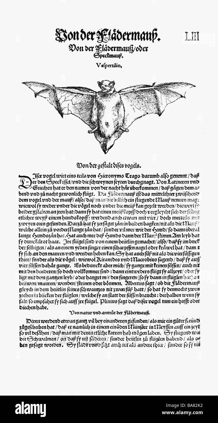 Zoologie/Tiere, Lehrbücher, "Historia animalium", von Conrad Gessner, Zürich, Schweiz, 1551 - 1558, vespertilionide Fledermaus (Vespertilio), Holzschnitt, Stockfoto