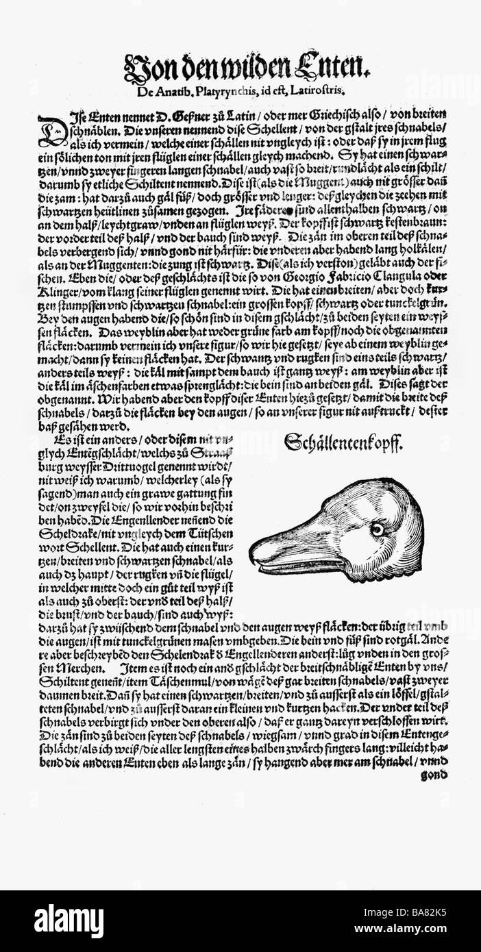 Zoologie/Tiere, Lehrbücher, "Historia animalium", von Conrad Gessner, Zürich, Schweiz, 1551 - 1558, gemeine goldeneye (Bucephala clangula), Kopf, Holzschnitt, Stockfoto