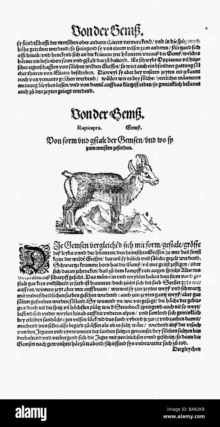 Zoologie/Tiere, Lehrbücher, "Historia animalium", von Conrad Gessner, Zürich, Schweiz, 1551 - 1558, Gesimse (Rupicapra rupicapra), Holzschnitt, Stockfoto
