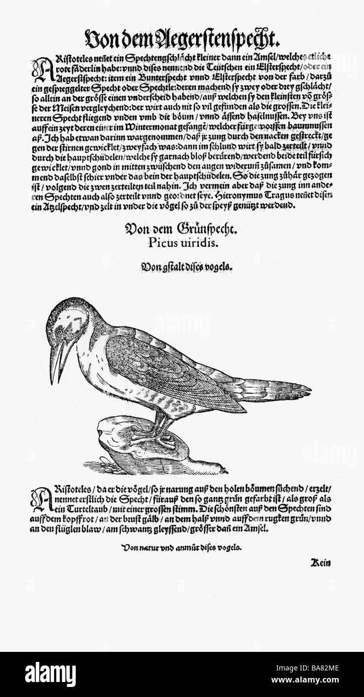 Zoologie/Tiere, Lehrbücher, "Historia animalium", von Conrad Gessner, Zürich, Schweiz, 1551 - 1558, Grünspecht (Picus viridis), Holzschnitt, Stockfoto