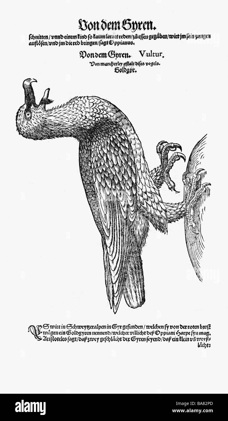 Zoologie/Tiere, Lehrbücher, "Historia animalium", von Conrad Gessner, Zürich, Schweiz, 1551 - 1558, Alter Weltgeier (Aegypiae), Holzschnitt, Stockfoto