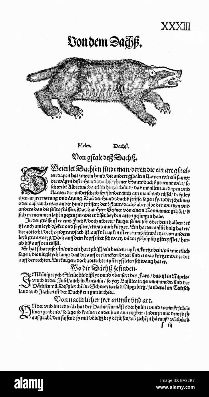 Zoologie/Tiere, Lehrbücher, "Historia animalium", von Conrad Gessner, Zürich, Schweiz, 1551 - 1558, Dachs (Meles), Holzschnitt, Stockfoto