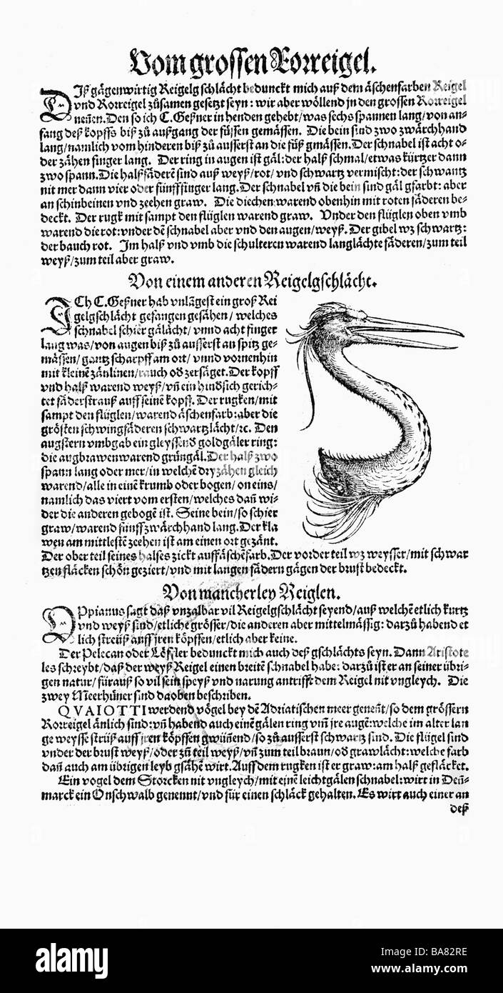 Zoologie/Tiere, Lehrbücher, "Historia animalium", von Conrad Gessner, Zürich, Schweiz, 1551 - 1558, Reiher (Ardea), Kopf und Hals, Holzschnitt, Stockfoto