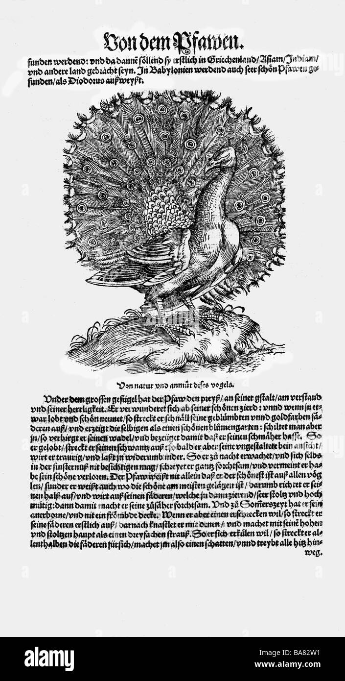 Zoologie/Tiere, Lehrbücher, "Historia animalium", von Conrad Gessner, Zürich, Schweiz, 1551 - 1558, Pfirsich (Pavo), Holzschnitt, Stockfoto