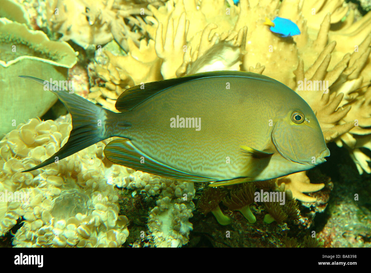 Gelb-Fin-Doktorfisch Acanthurus xanthopterus Stockfoto