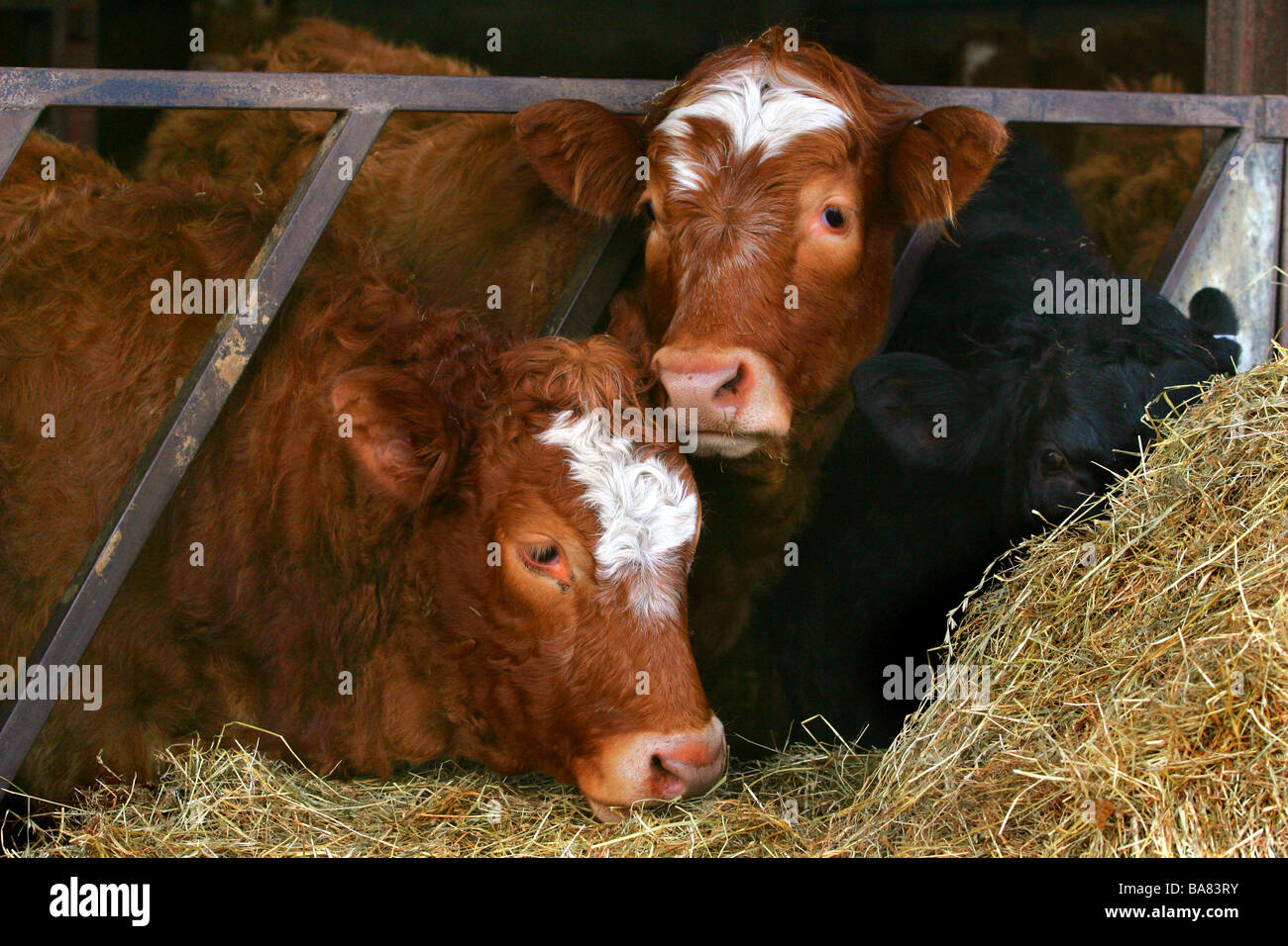 Junge Rinderfütterung Stockfoto