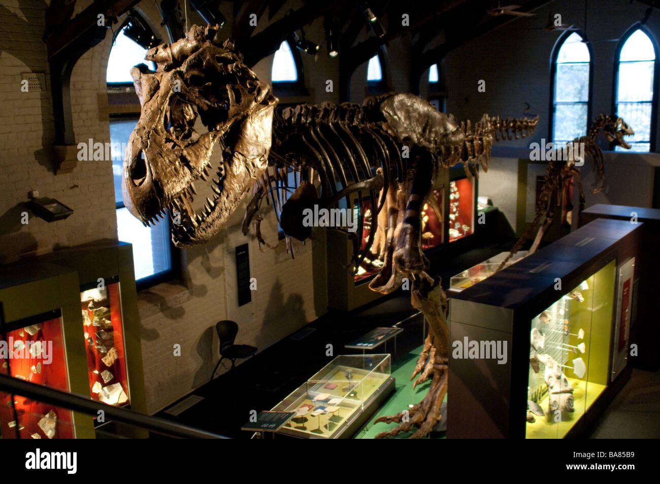 Dinosaurier-Modell-Ausstellung in der fossilen und mineralischen Museum Bathurst New South Wales Australien Stockfoto