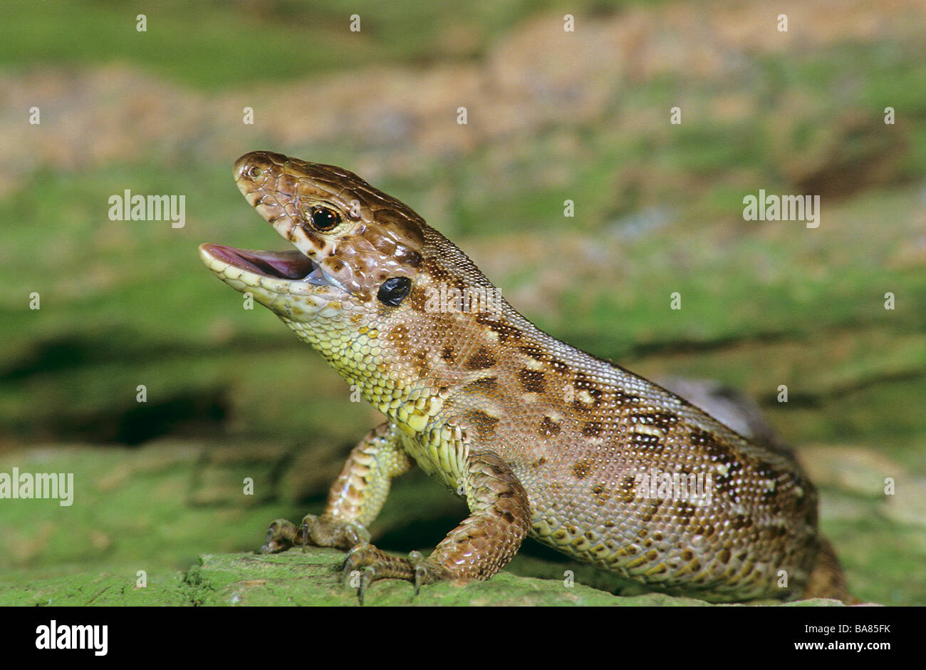 Lizard - Verteidigungsposition Sand / Lacerta Agilis Stockfoto