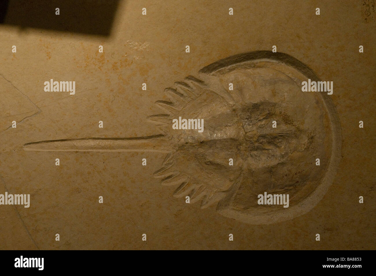 Fossilen Ausstellung in den fossilen und mineralischen Museum Bathurst New South Wales Australien Stockfoto