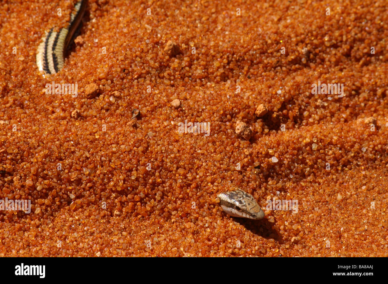 Gekielte Lerista Skink (Lerista Planiventralis) im roten Sand am Peron Halbinsel, Shark Bay World Heritage Area, Western Australia. Stockfoto
