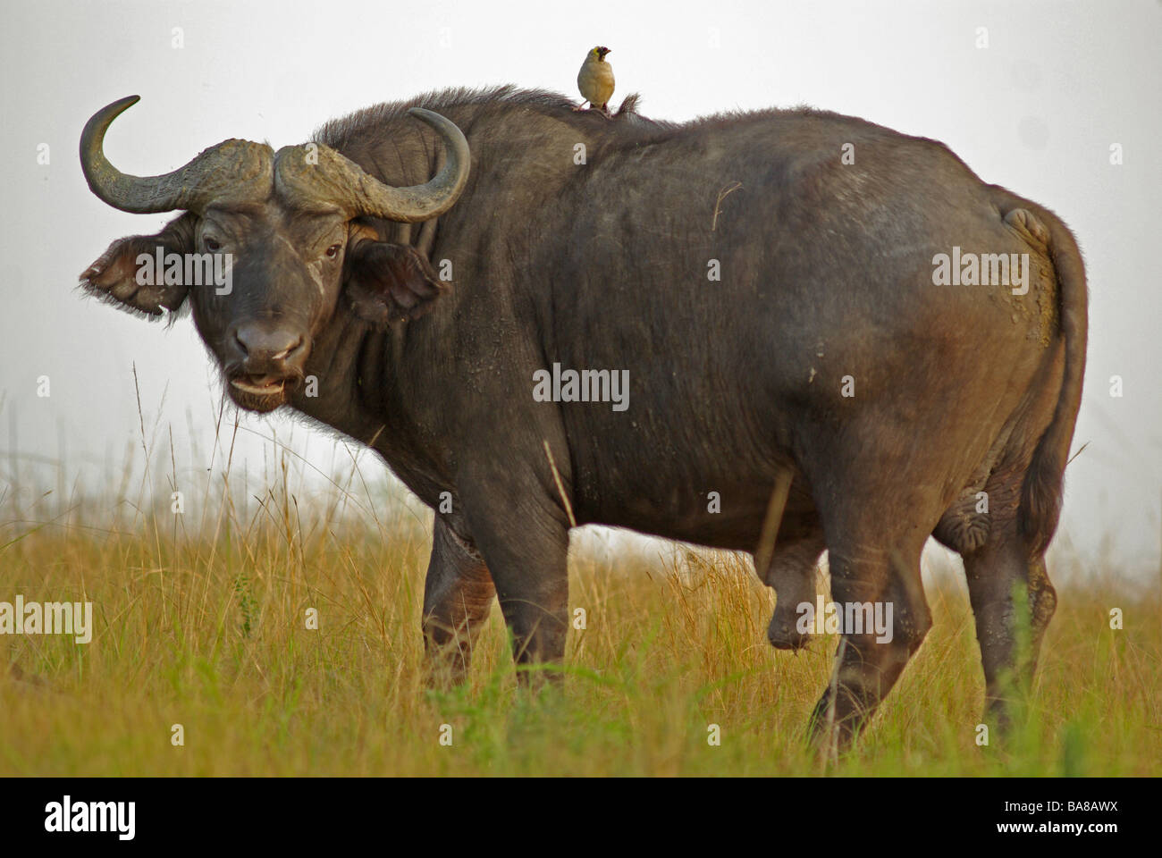 Wattled Starling (Creatophora Cinerea) auf Büffel (Syncerus Caffer) Stockfoto