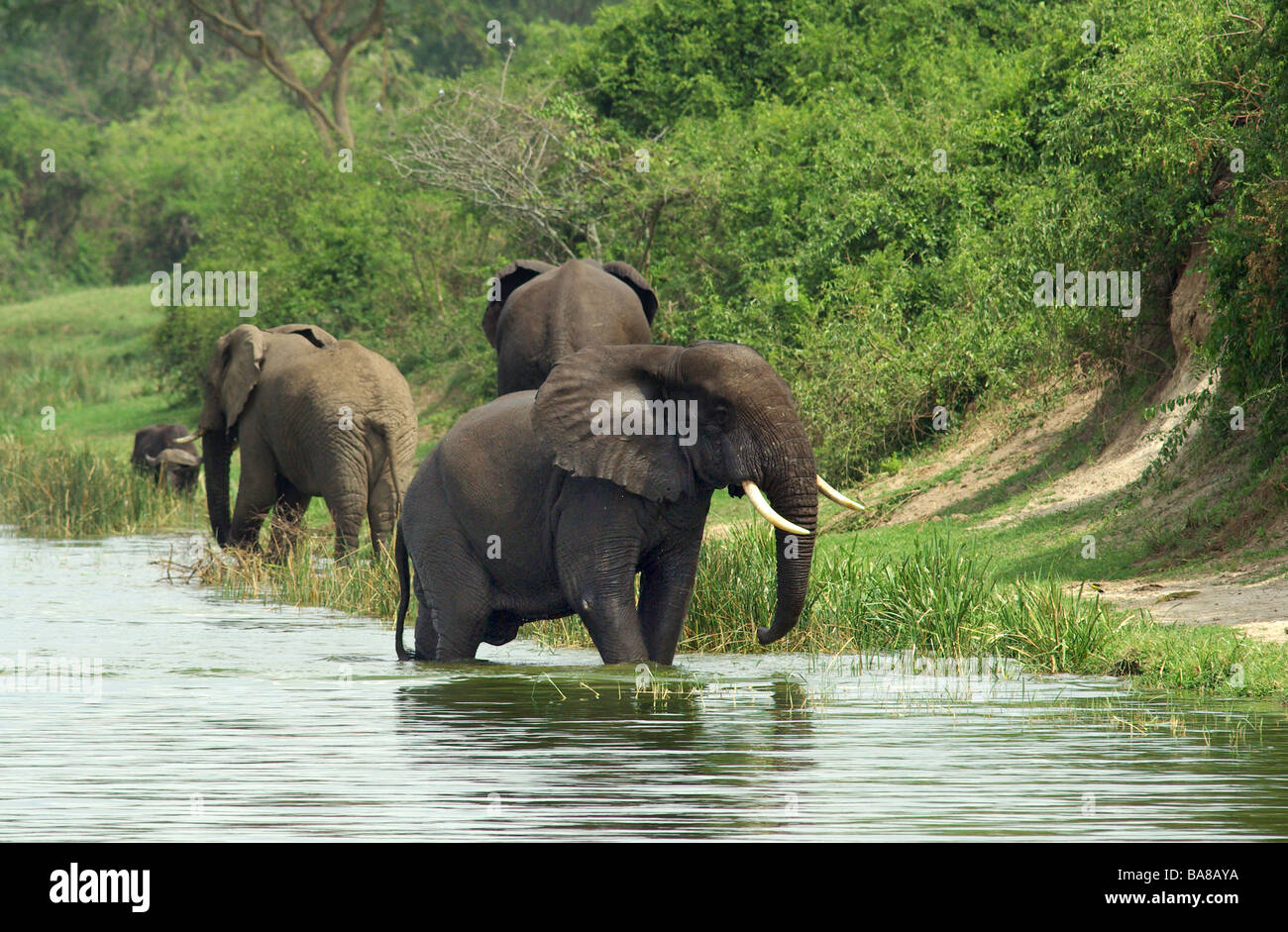 Afrikanische Elefanten - Loxodonta africana Stockfoto