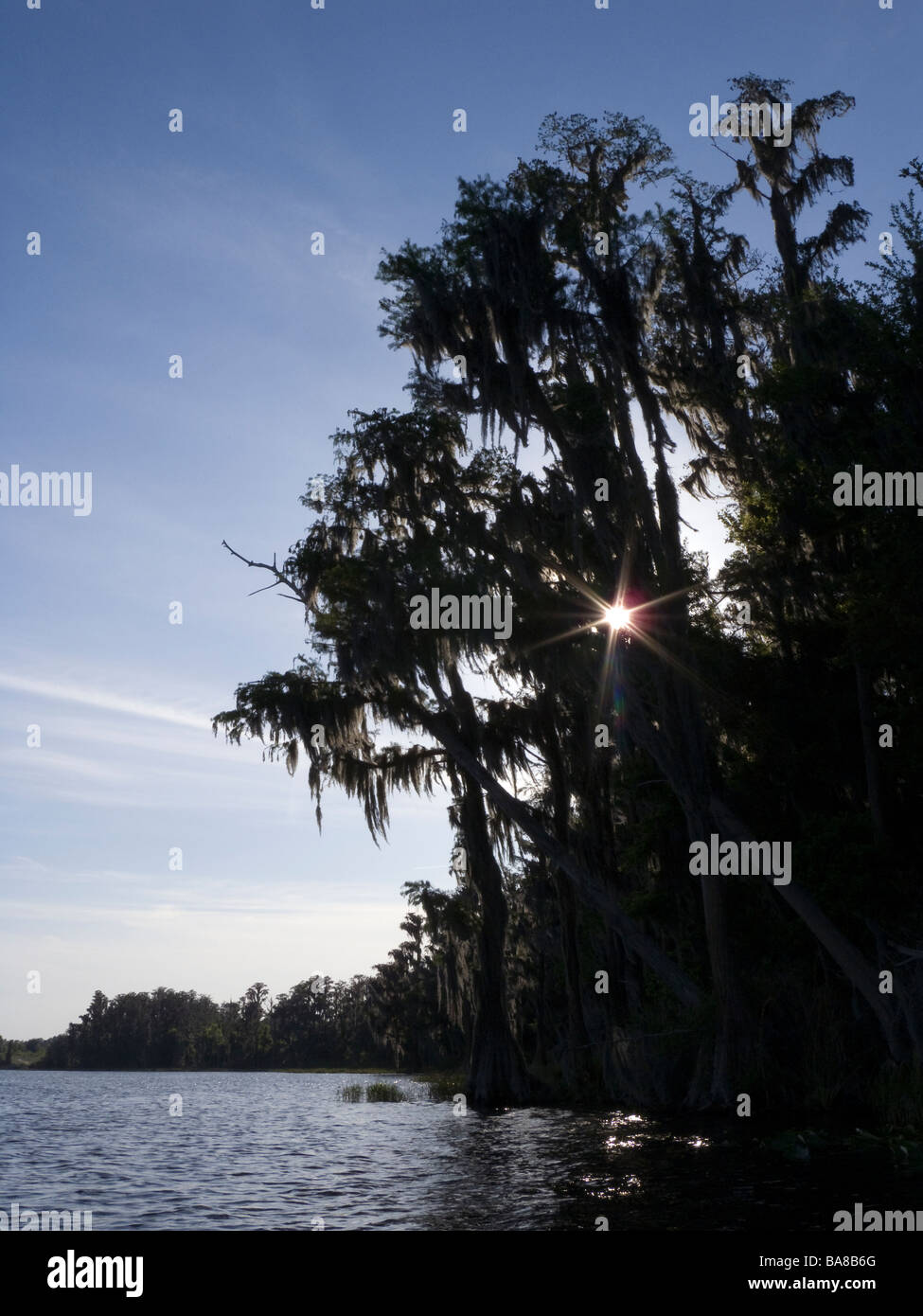 Kahle Zypresse Bäume behängt mit spanischem Moos Ufer entlang Lake Louisa State Park Clermont Florida Stockfoto