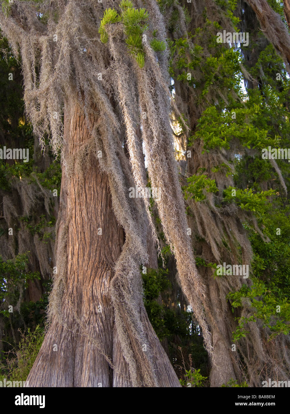 Kahle Zypresse Bäume behängt mit spanischem Moos Ufer entlang Lake Louisa State Park Clermont Florida Stockfoto