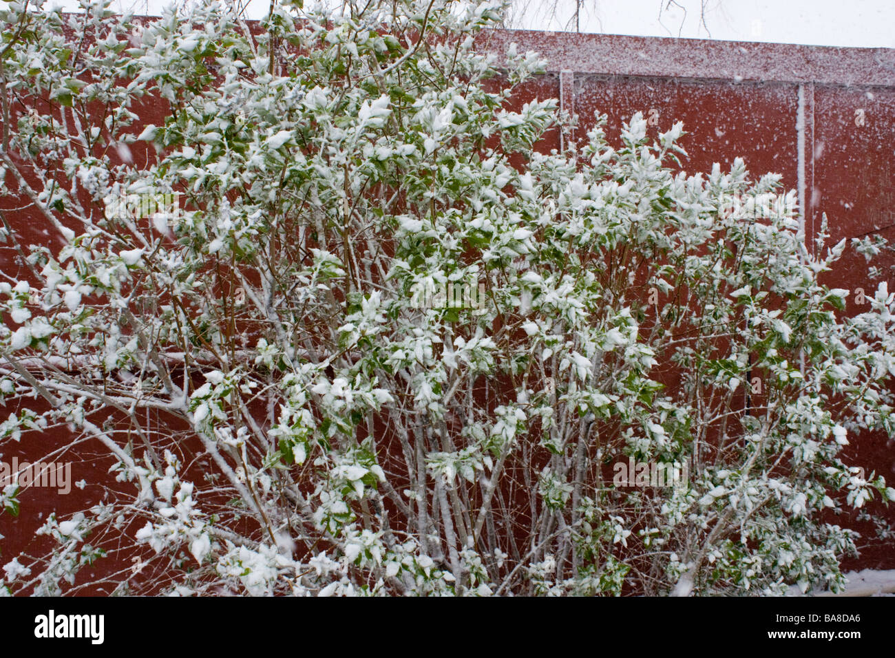 Späten Frühjahr Schneesturm überzieht ein Fliederbusch mit Schnee Stockfoto