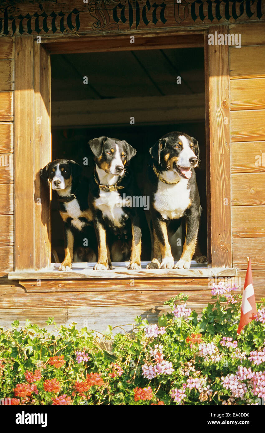 drei Appenzeller Sennenhund Hunde Stockfotografie Alamy