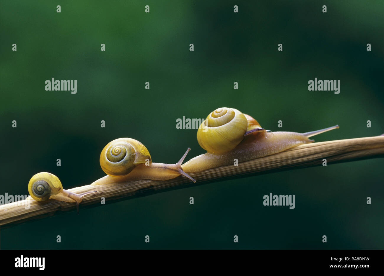 Drei Schnecken unterschiedlicher Größe krabbeln auf einem Zweig Stockfoto