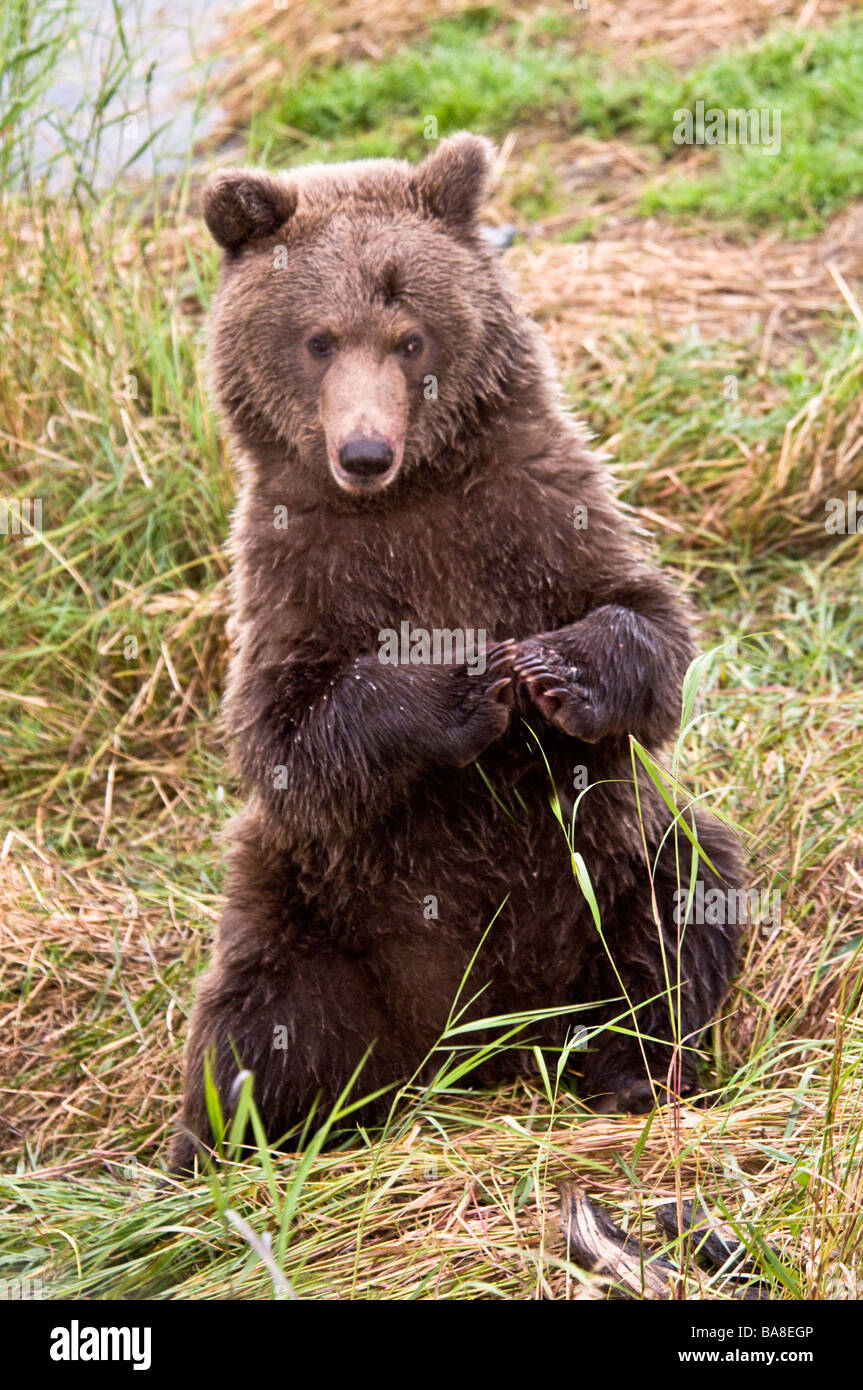 Grizzly Bear Cub sitzend mit Pfoten zusammen, Ursus Arctos Horriblis, Brooks River, Katmai Nationalpark, Alaska, USA Stockfoto