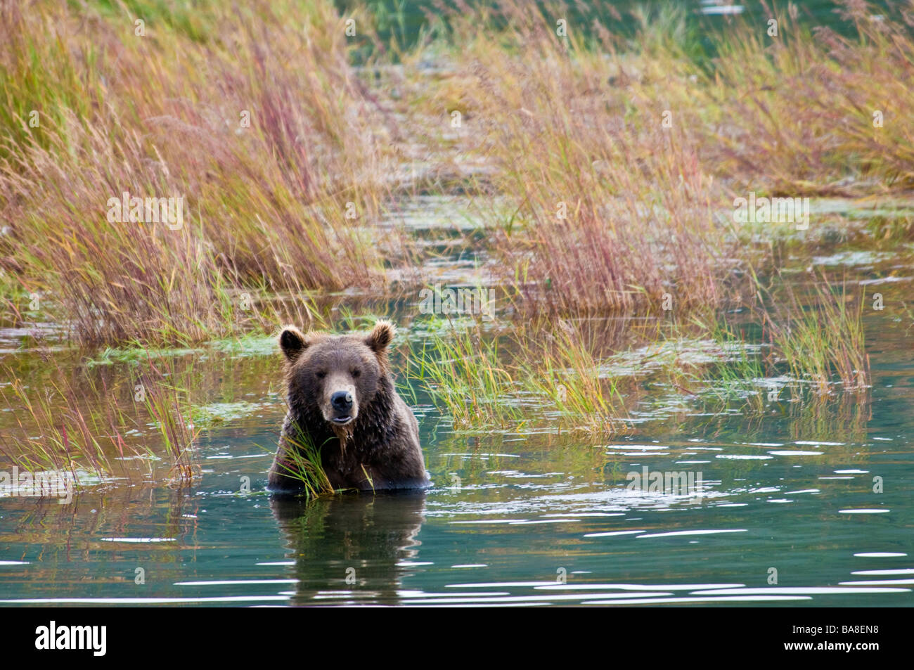 Grizzly Bär, Ursus Arctos Horriblis, Brooks River, Katmai Nationalpark, Alaska, USA Stockfoto