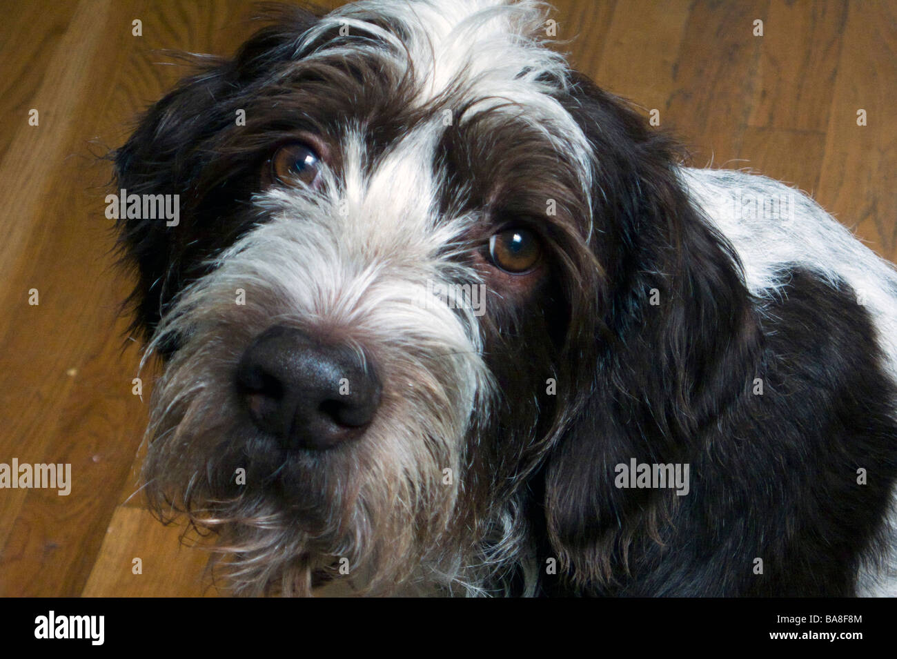 Deutsch Drahthaar Hund Stockfoto