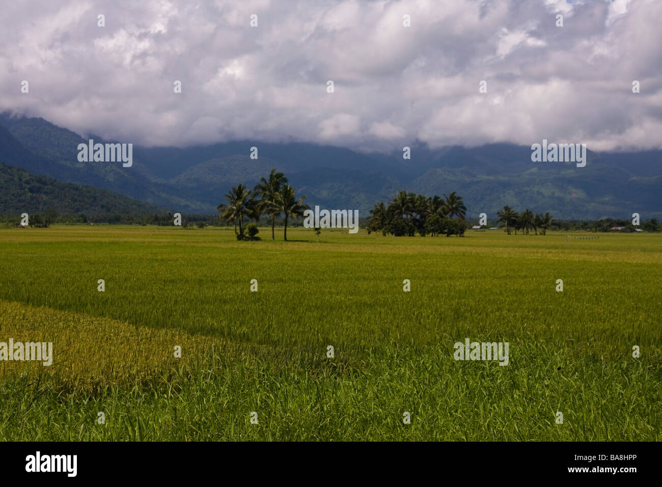 Der Reis Feld Vordergründe der Berge. Stockfoto