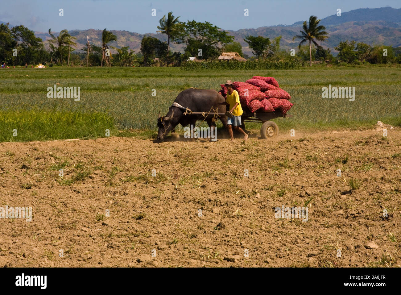 Ein Landwirt geerntet seine Kulturen. Stockfoto