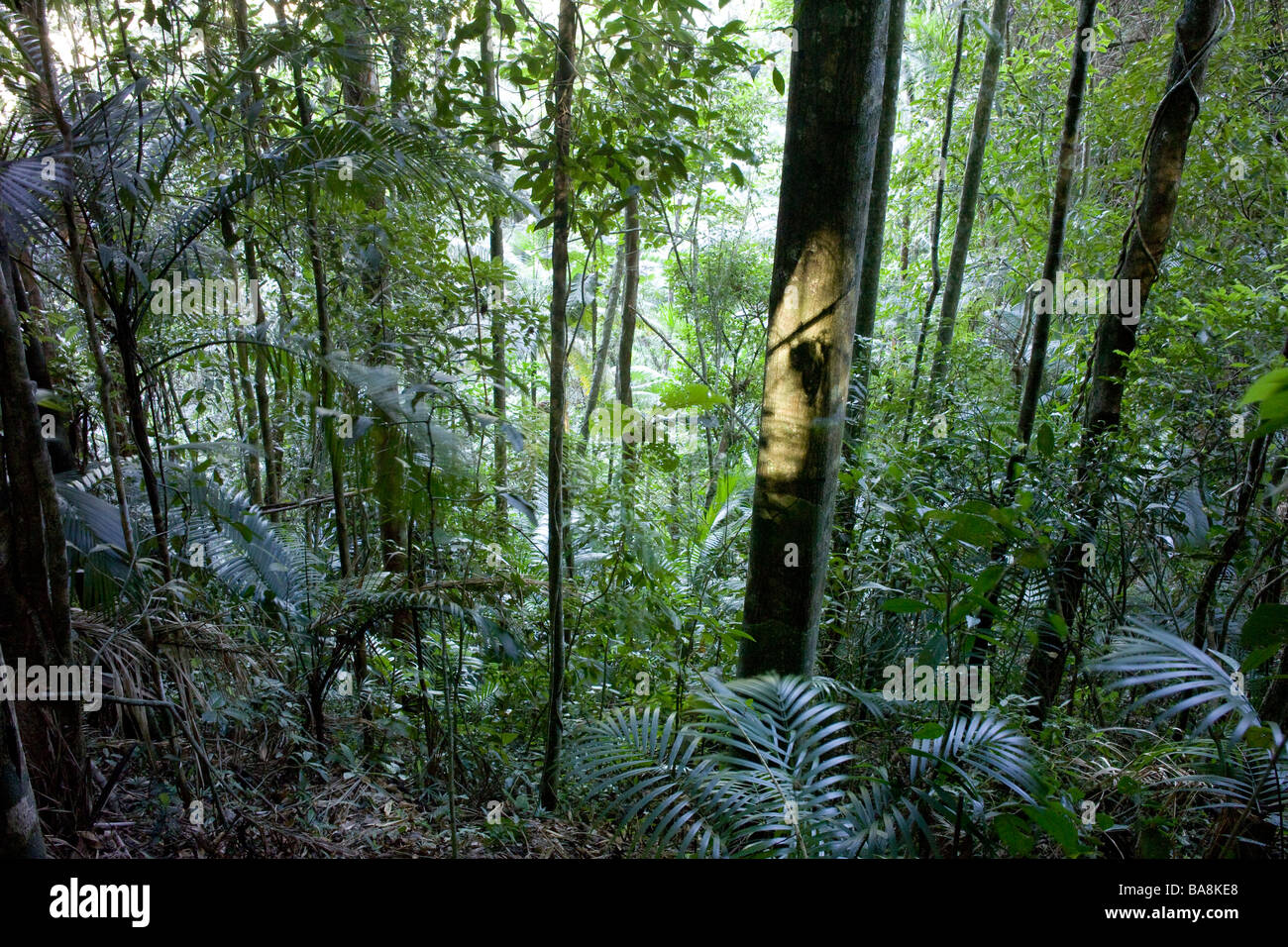 Ein Licht im Wald Stockfoto