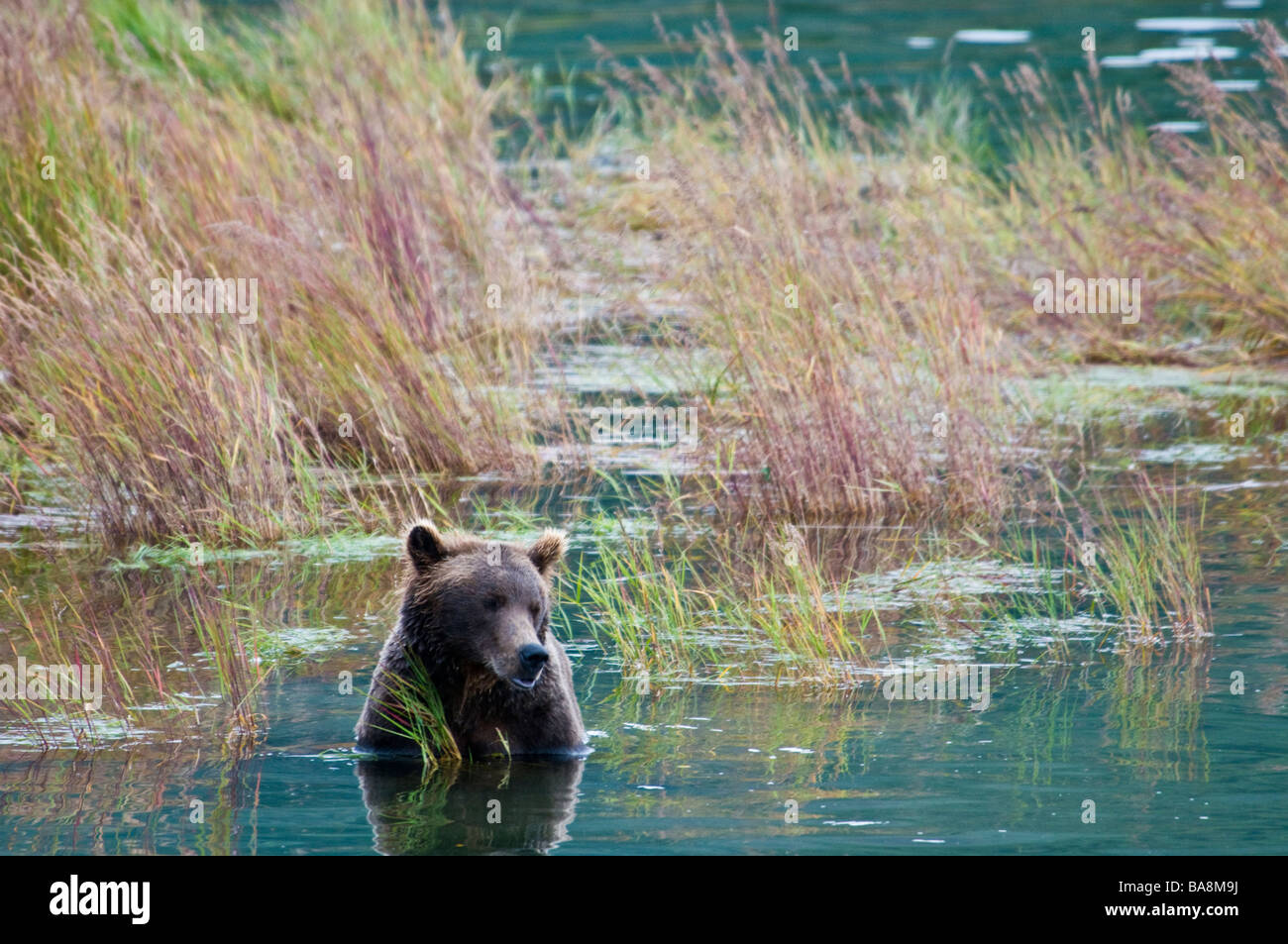 Grizzly Bär, Ursus Arctos Horriblis, Brooks River, Katmai Nationalpark, Alaska, USA Stockfoto