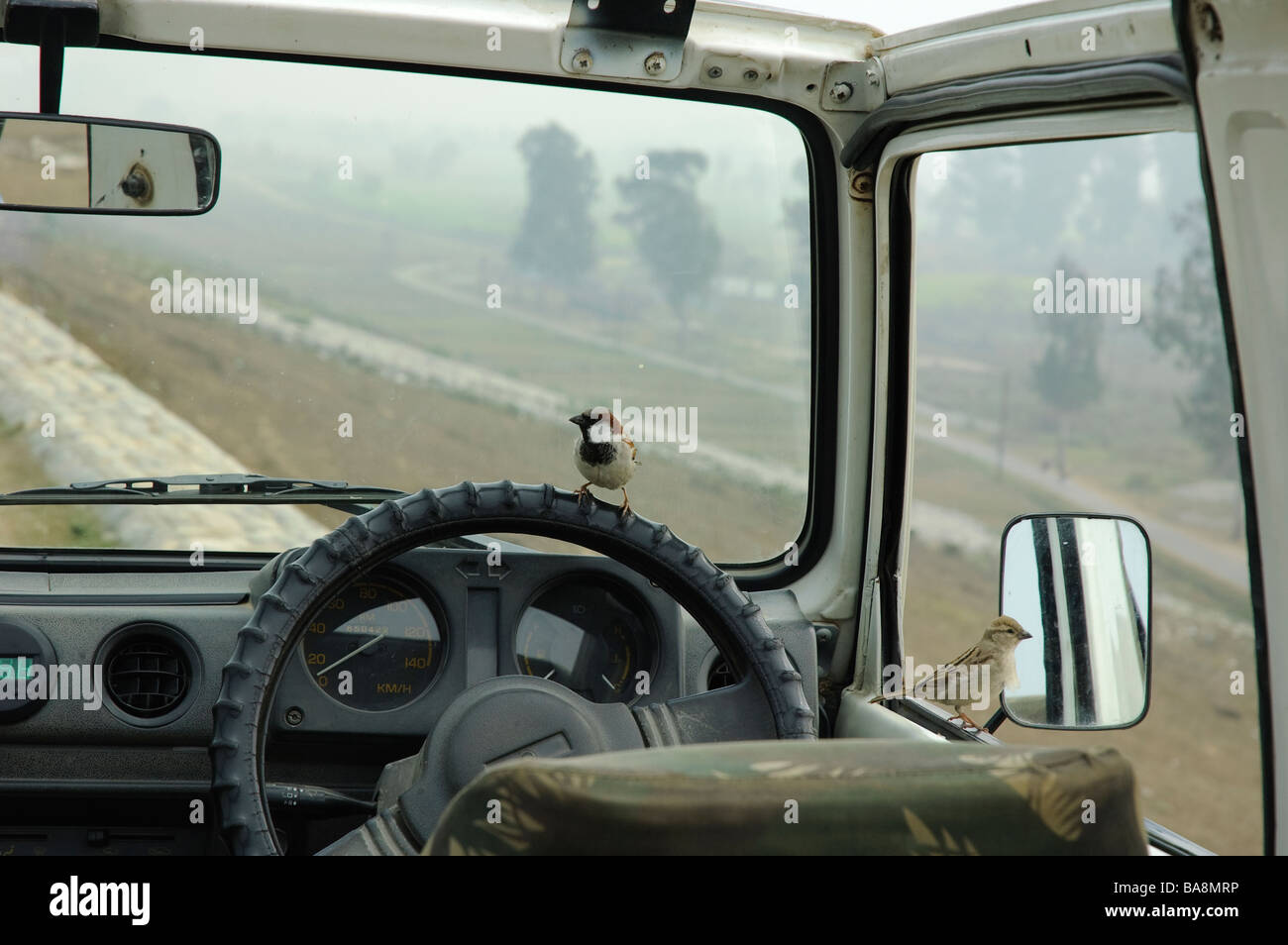 Ein paar Haussperlinge Passer Domesticus Inspektion ein Auto Uttaranchal Indien Stockfoto