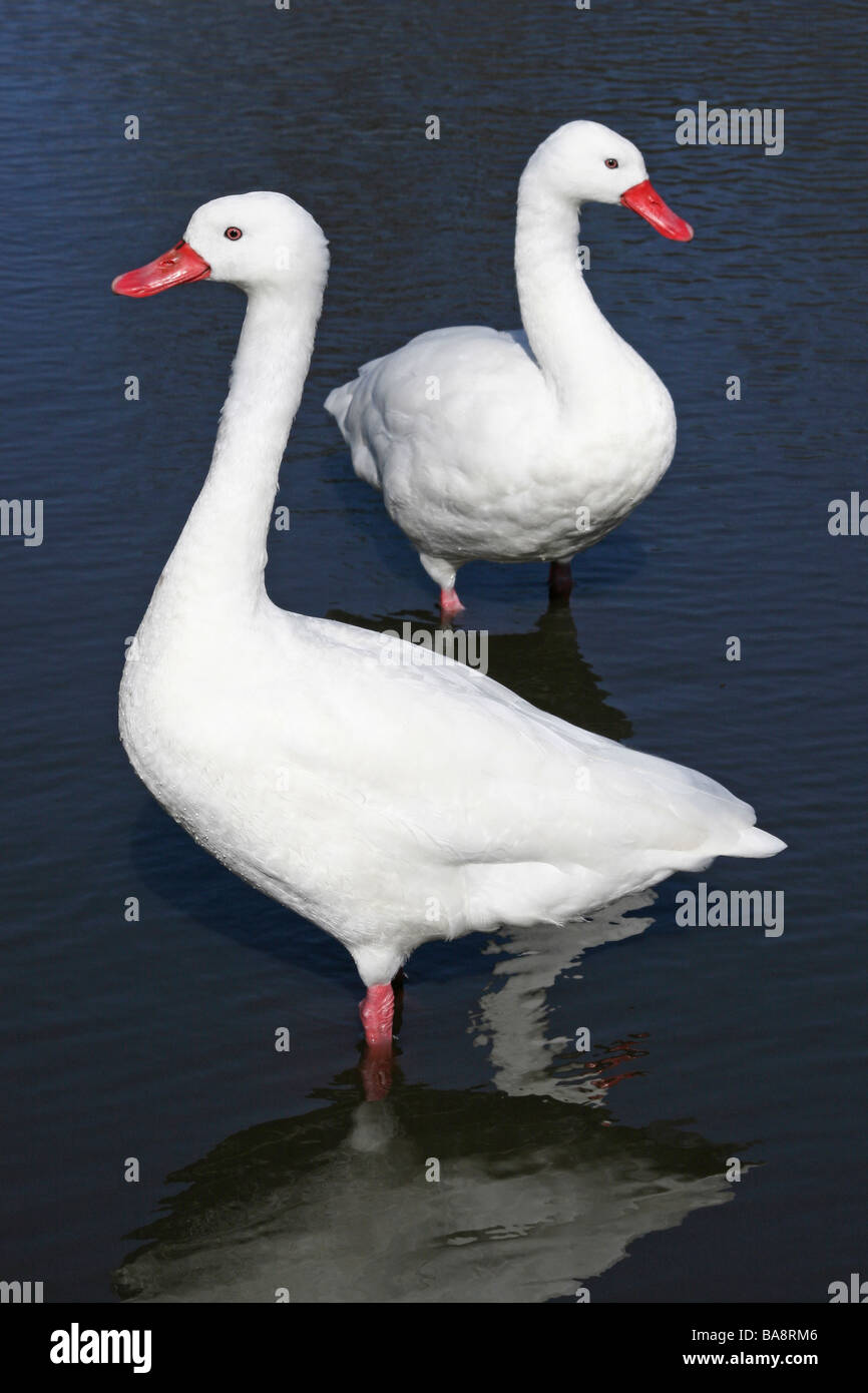 Porträt von paar der ständigen Coscoroba Schwäne Coscoroba Coscoroba In Sonnenlicht bei Martin bloße WWT, Lancashire UK Stockfoto