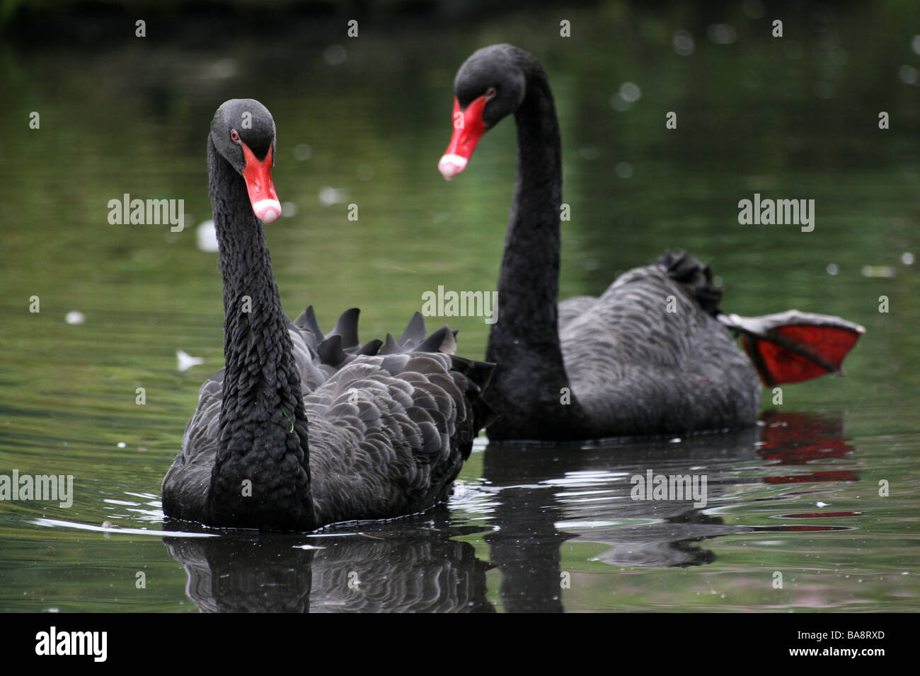 Paar schwarze Schwäne Cygnus olor schwimmen an Martin bloße WWT, Lancashire UK Stockfoto