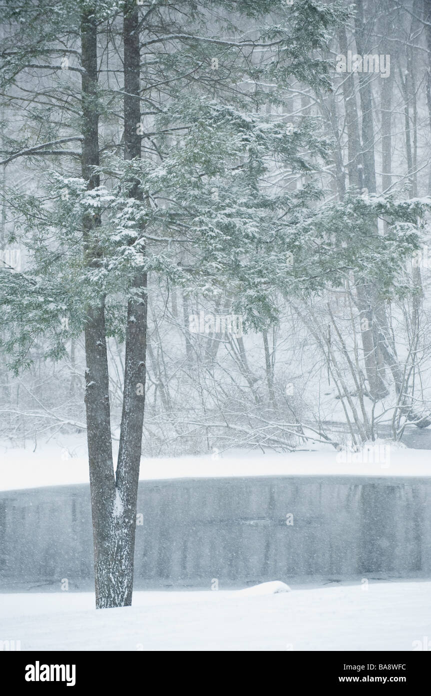 Wald und Teich im winter Stockfoto