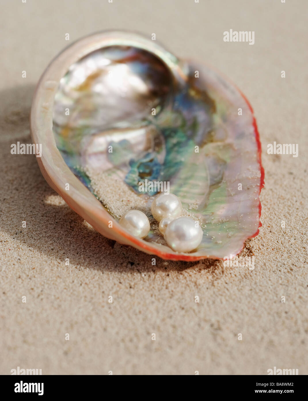 Nahaufnahme von Perlen in Austernschale Stockfoto