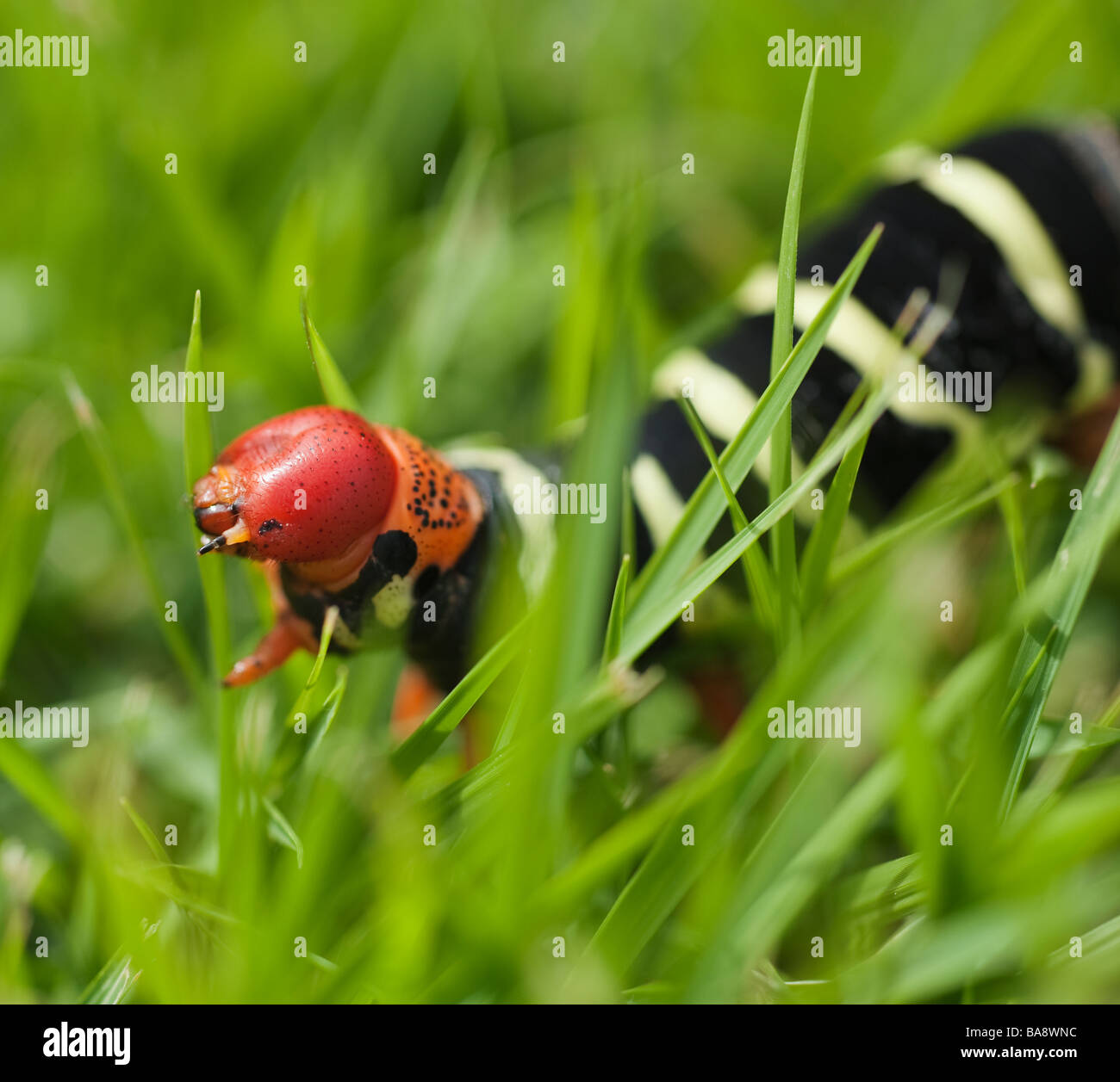 Nahaufnahme von Caterpillar in Rasen Stockfoto