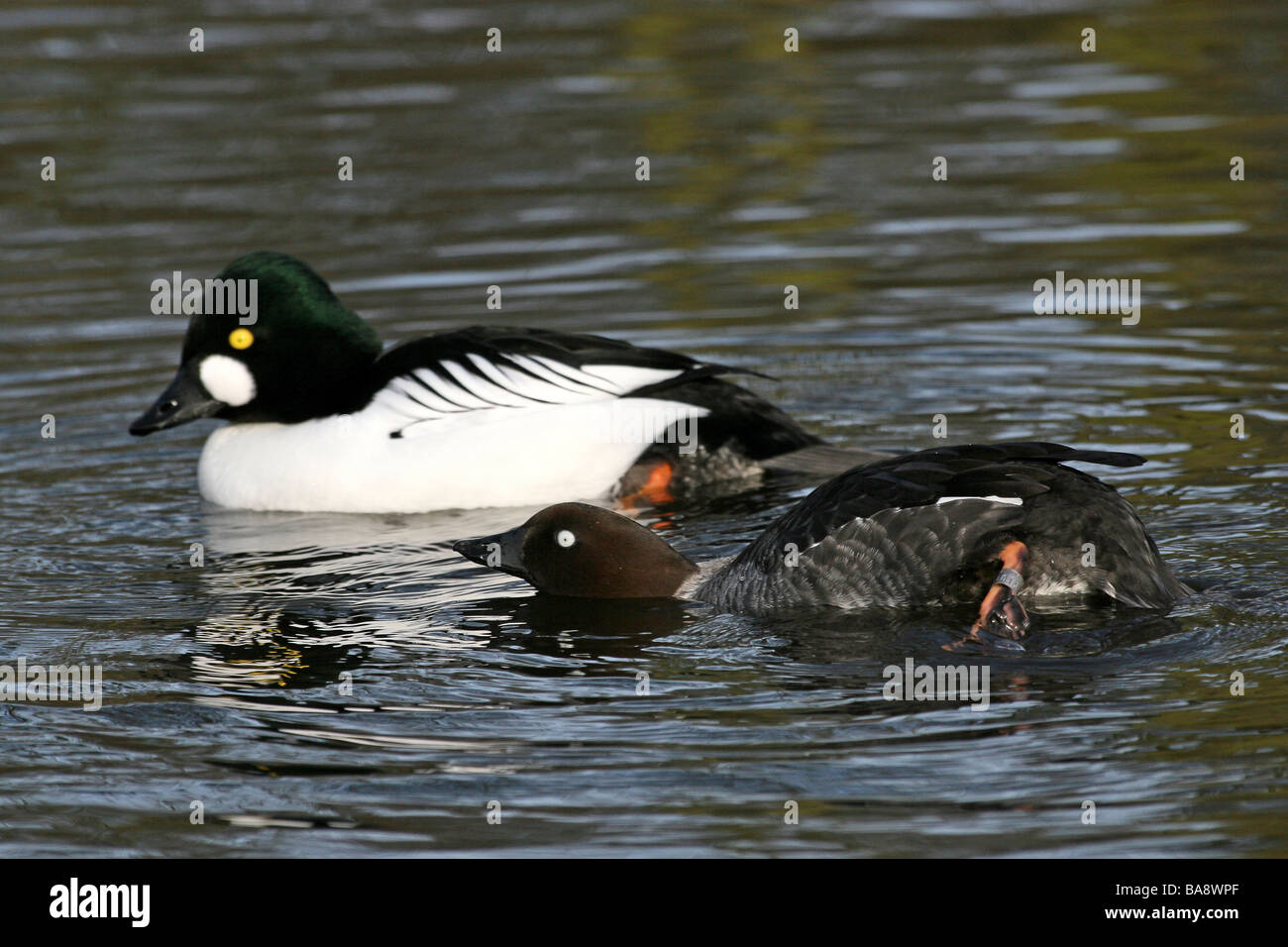 Paar von Common Goldeneye Bucephala Clangula darstellende Balz bei Martin bloße WWT, Lancashire UK Stockfoto