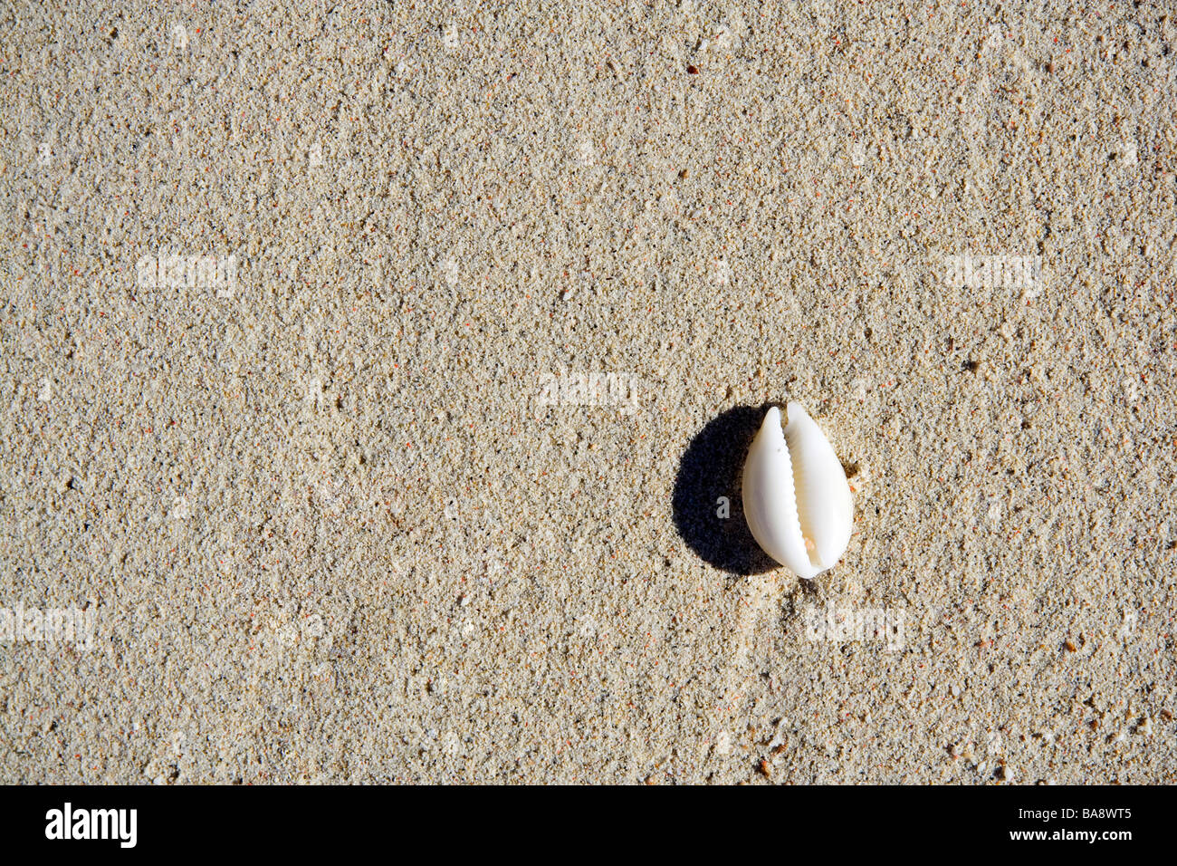 Ein umgekehrtes Kauri Muschel an einem Sandstrand Stockfoto