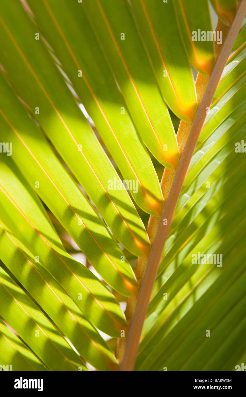 Nahaufnahme eines tropischen Palmwedel Stockfoto