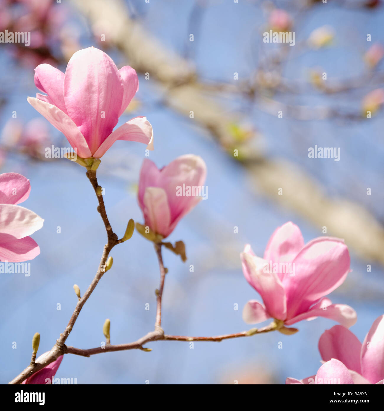 Nahaufnahme von Frühlingsblumen auf Baum Stockfoto