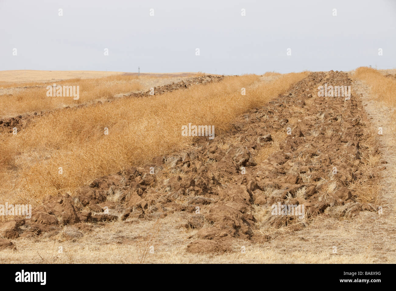 Innere Mongolei ist die schlimmste Dürre in 50 Jahren mit Wüstenbildung aufgrund des Klimawandels leiden. Stockfoto