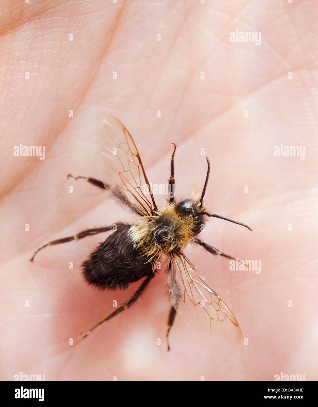Nahaufnahme von Biene auf jemandes hand Stockfoto